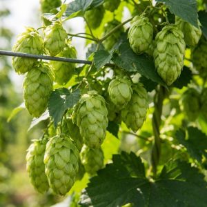 Hoa bia Hops tươi chứa phấn vàng Lupulin quý giá